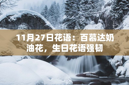 11月27日花语：百慕达奶油花，生日花语强韧