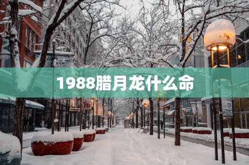 1988腊月龙什么命