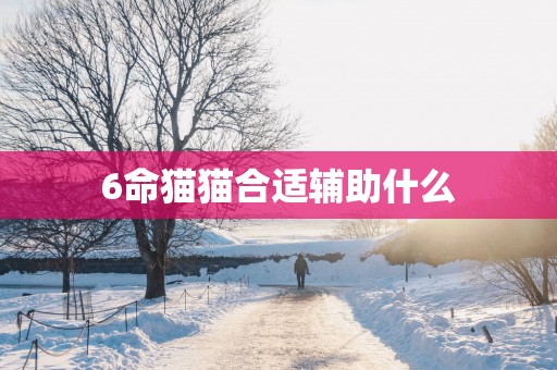 6命猫猫合适辅助什么