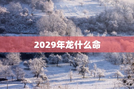 2029年龙什么命