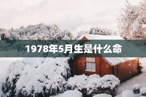 1978年5月生是什么命