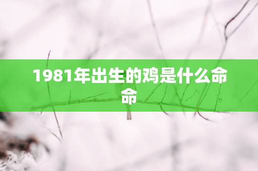 1981年出生的鸡是什么命命