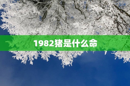 1982猪是什么命