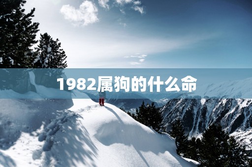 1982属狗的什么命