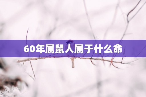 60年属鼠人属于什么命