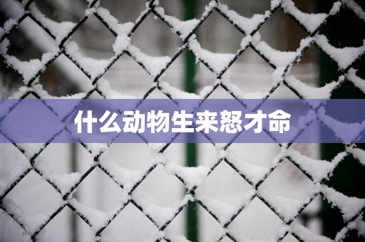 什么动物生来怒才命