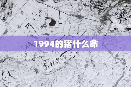 1994的猪什么命