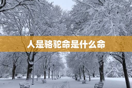 人是骆驼命是什么命