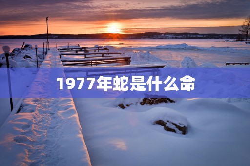1977年蛇是什么命