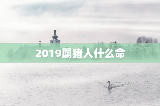 2019属猪人什么命