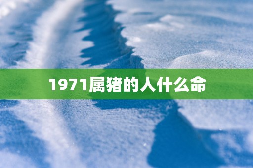 1971属猪的人什么命