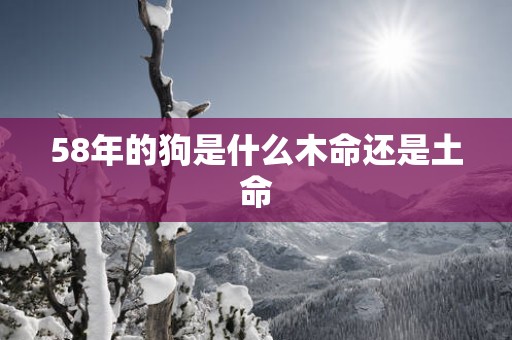 58年的狗是什么木命还是土命