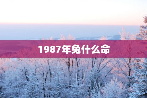 1987年兔什么命