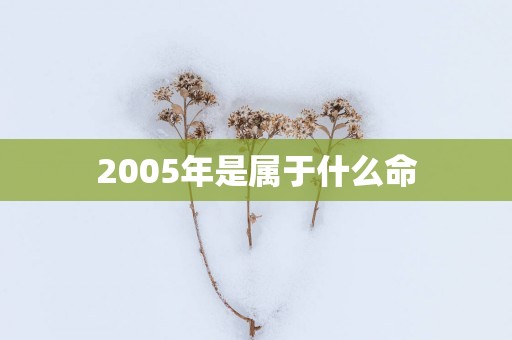 2005年是属于什么命