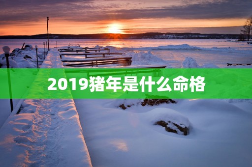2019猪年是什么命格