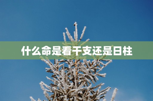 什么命是看干支还是日柱