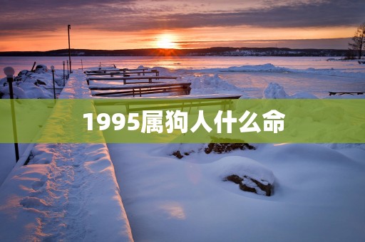 1995属狗人什么命