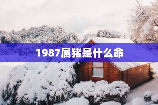 1987属猪是什么命