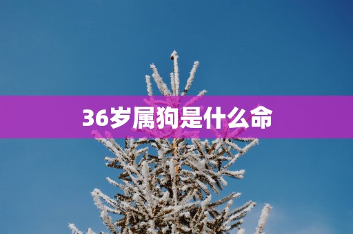 36岁属狗是什么命
