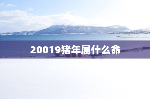 20019猪年属什么命 20019猪年属什么命