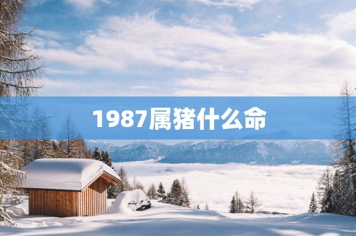1987属猪什么命