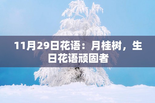 11月29日花语：月桂树，生日花语顽固者