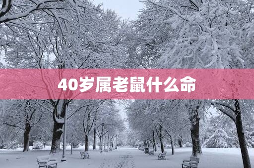 40岁属老鼠什么命
