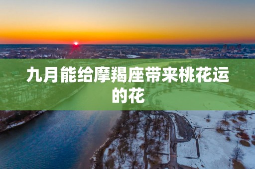 九月能给摩羯座带来桃花运的花