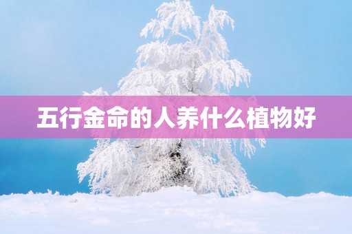 五行金命的人养什么植物好