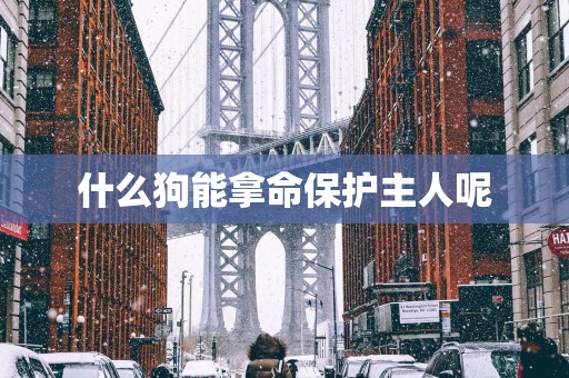 什么狗能拿命保护主人呢