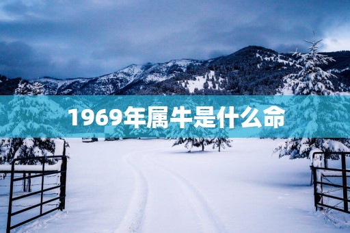 1969年属牛是什么命