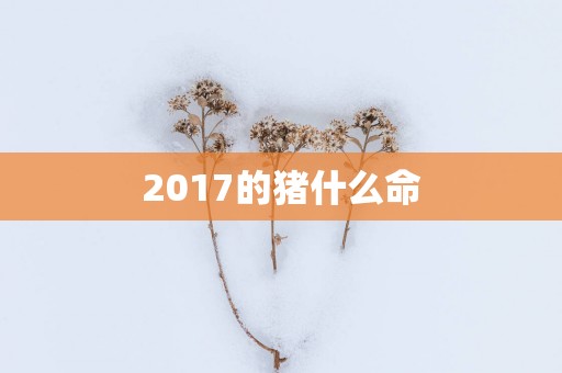 2017的猪什么命
