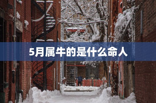 5月属牛的是什么命人