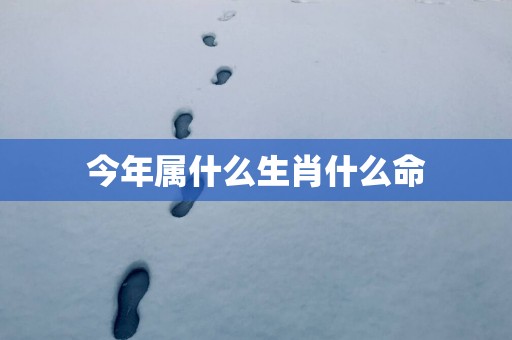 今年属什么生肖什么命