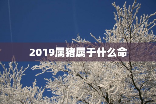 2019属猪属于什么命