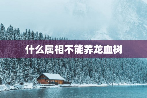 什么属相不能养龙血树