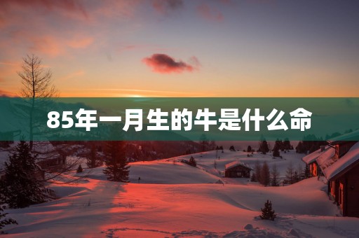 85年一月生的牛是什么命