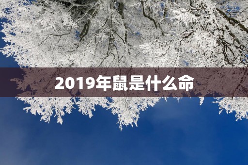 2019年鼠是什么命