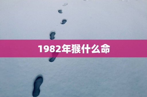 1982年猴什么命