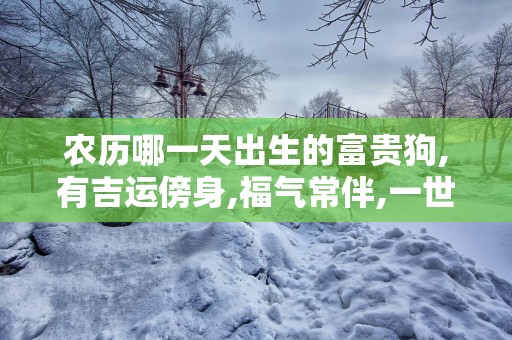 农历哪一天出生的富贵狗,有吉运傍身,福气常伴,一世一富贵!