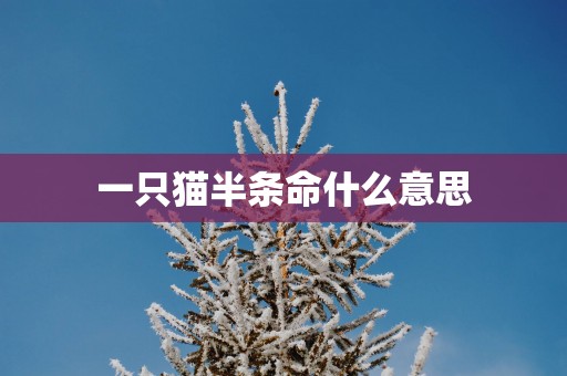 一只猫半条命什么意思