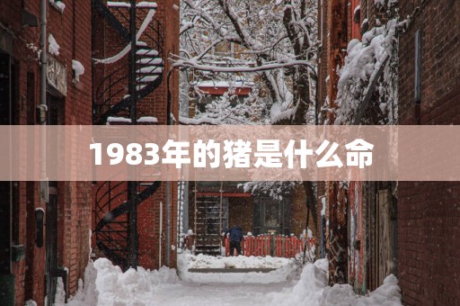 1983年的猪是什么命