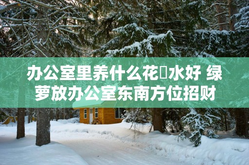 办公室里养什么花風水好 绿萝放办公室东南方位招财