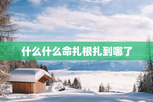 什么什么命扎根扎到哪了
