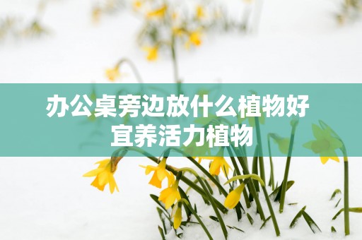 办公桌旁边放什么植物好 宜养活力植物