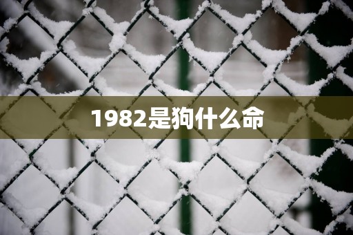 1982是狗什么命