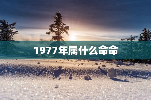 1977年属什么命命