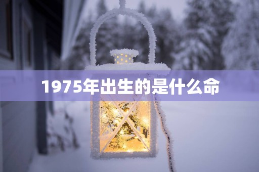 1975年出生的是什么命