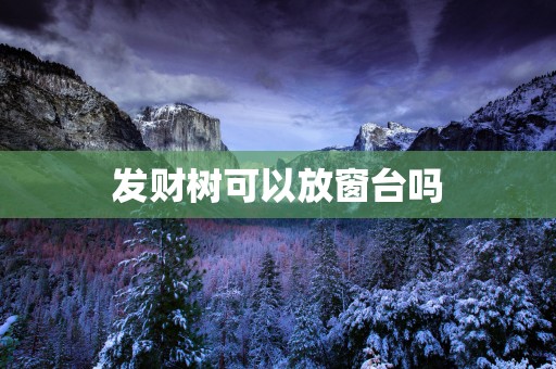 发财树可以放窗台吗