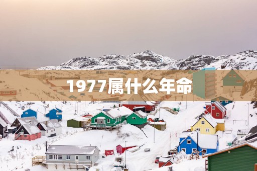 1977属什么年命